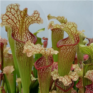 Sarracenia Hybrid H 46 'Labyrinth' (Seed)